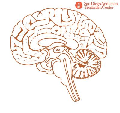 brain stem