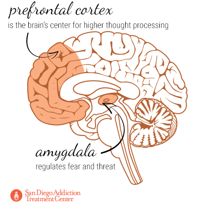 prefrontal cortex