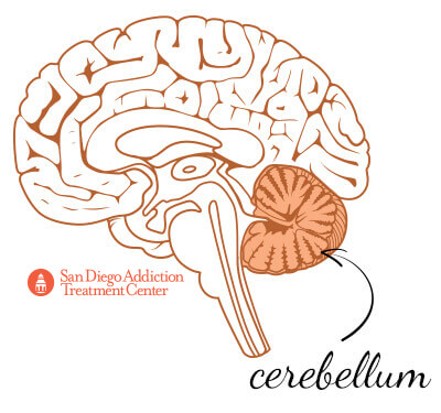 cerebellum