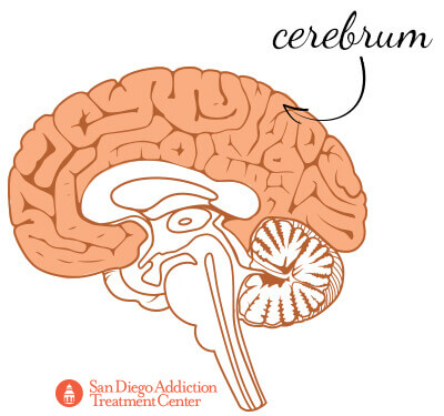 cerebrum 