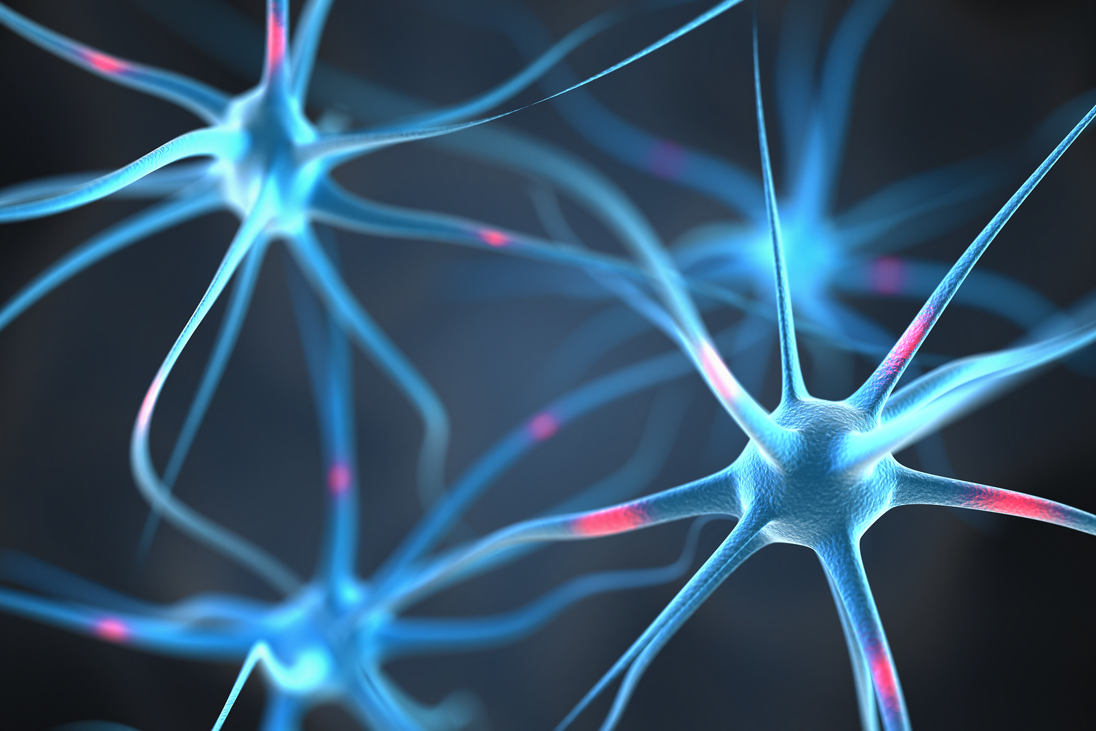 Neurons in the brain