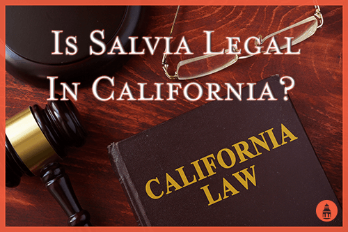 is salvia legal in california
